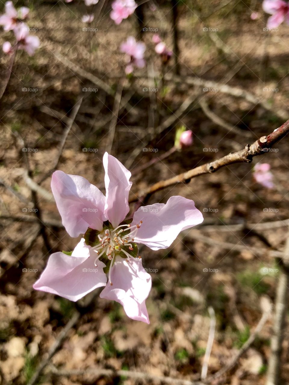 Flowering peach tree in spring 