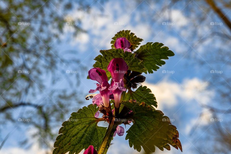 The wiew of an insect