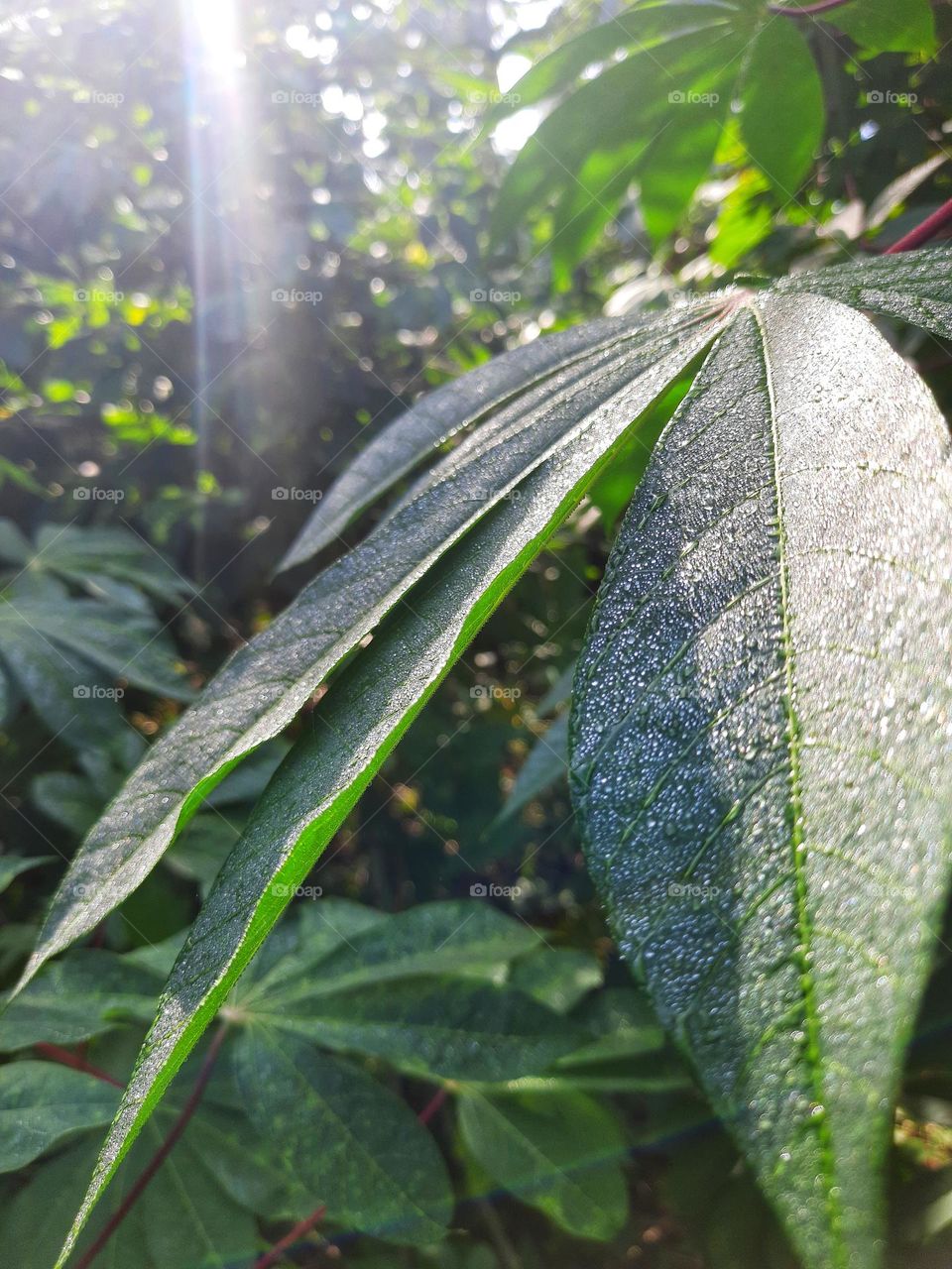 How beautiful morning sunshine falls on a leaf covered with dew..