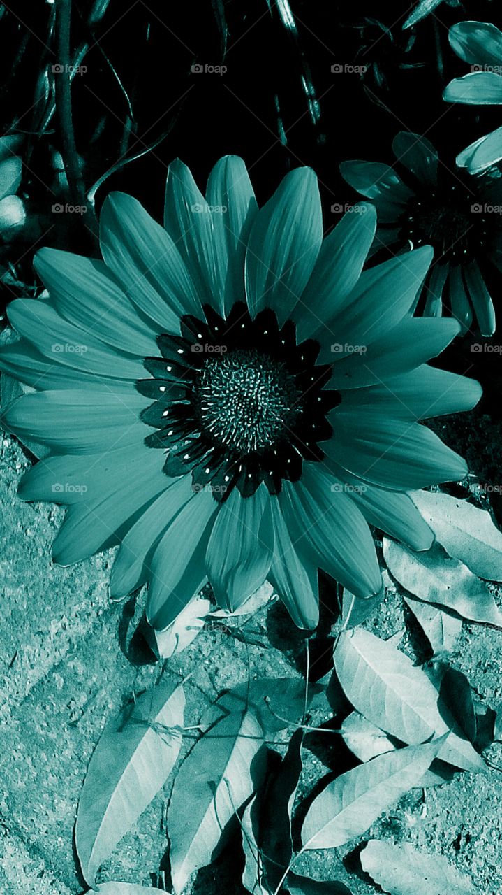 Blooming blue flower with many petals
in wild nature