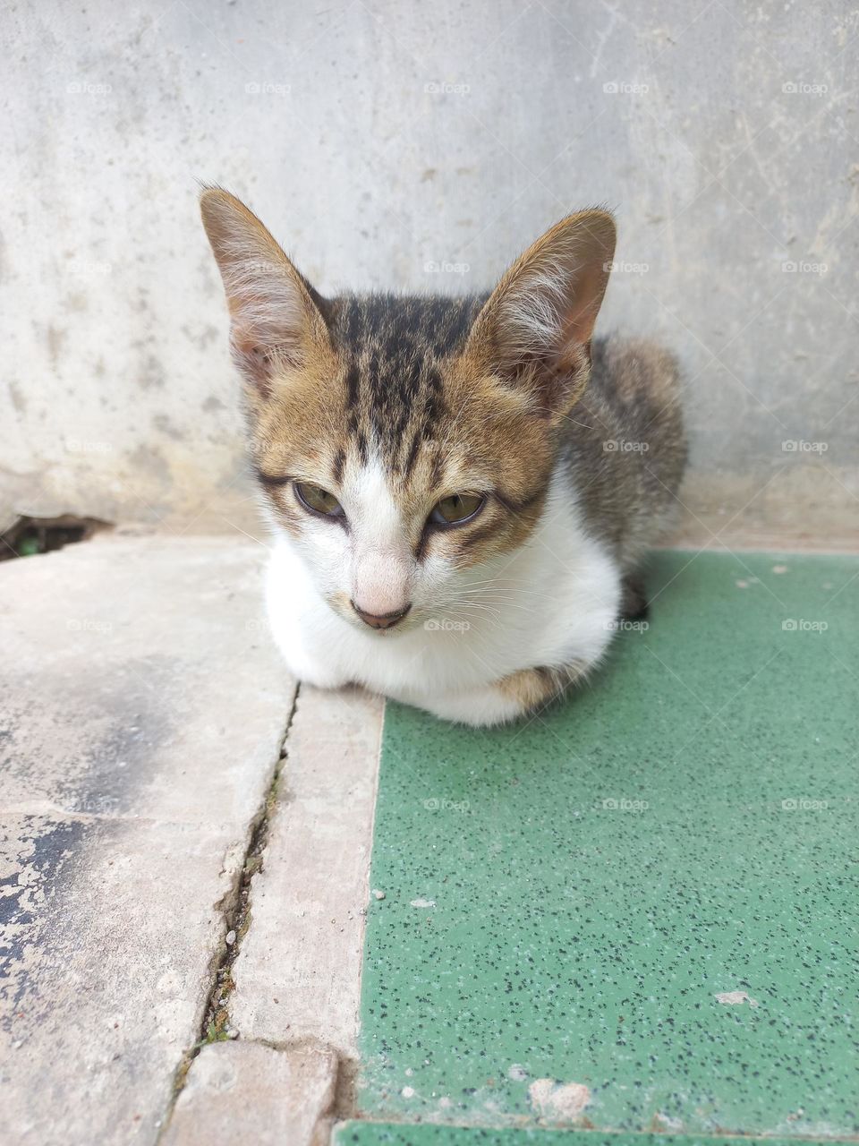 Cute kitten is sitting on the terrace