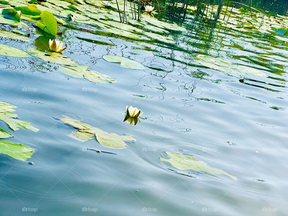 Flor in water