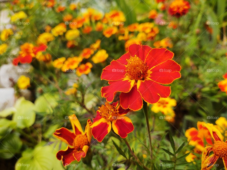 Red and yellow flowers