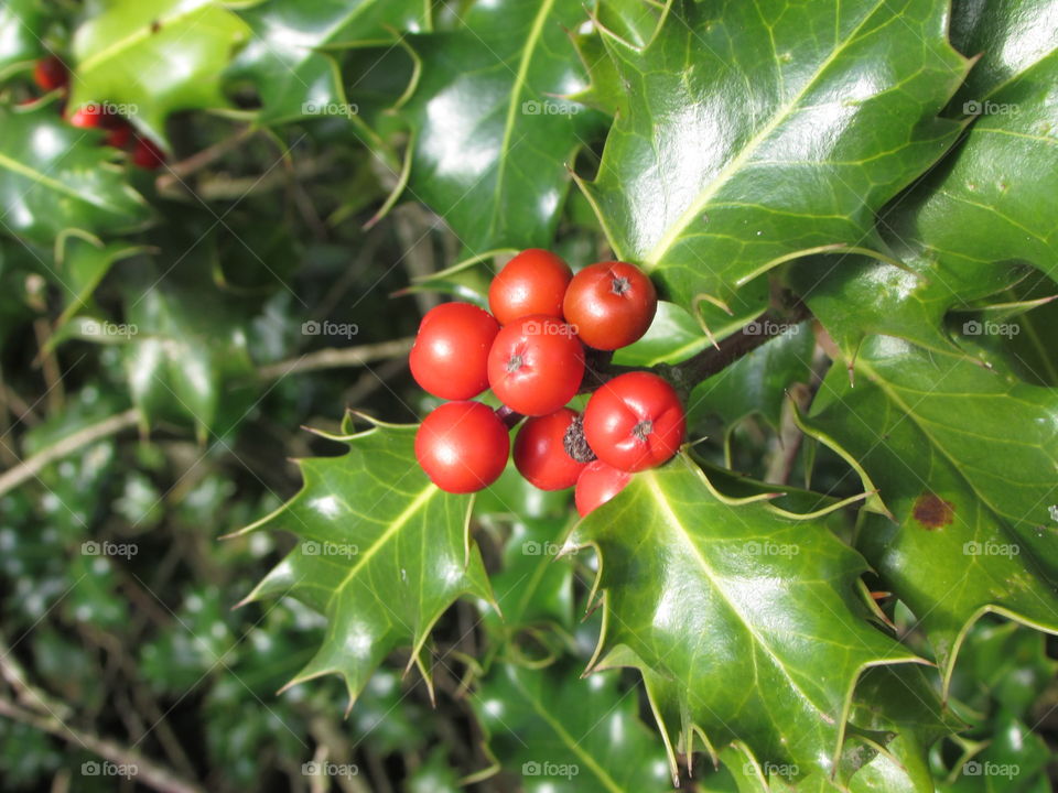 gorgeous vibrant red berries