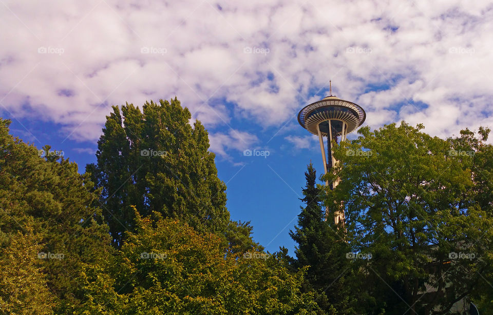 Seattle Space Needle sneaking out above the trees
