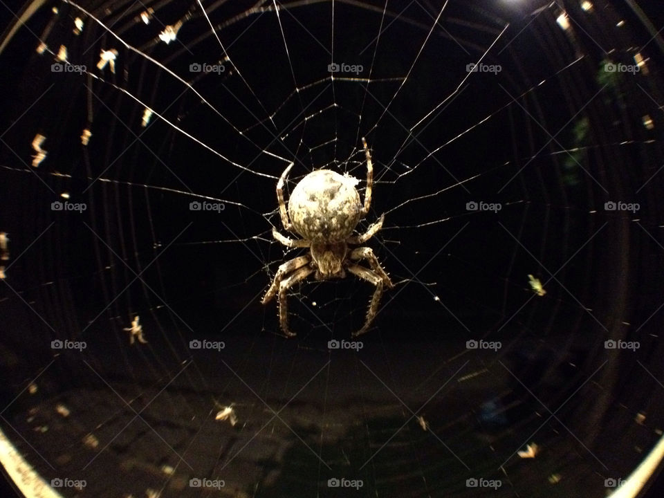 night insect web spider by montero