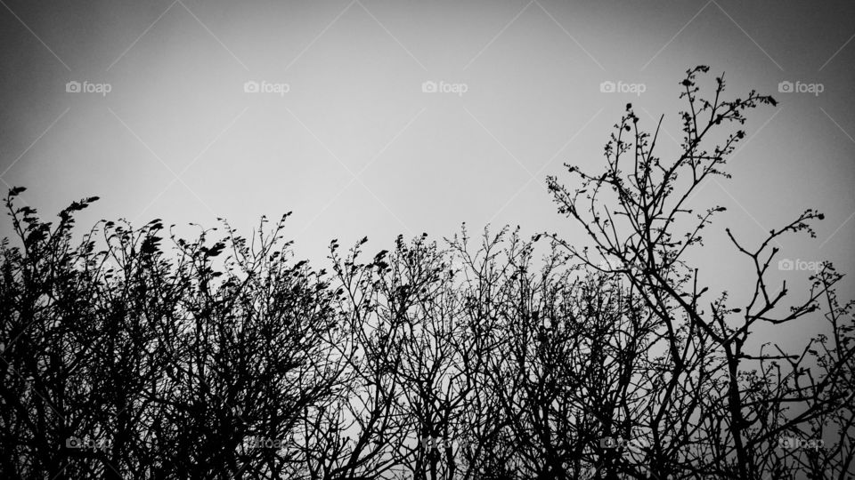 Treetops Against Somber Sky