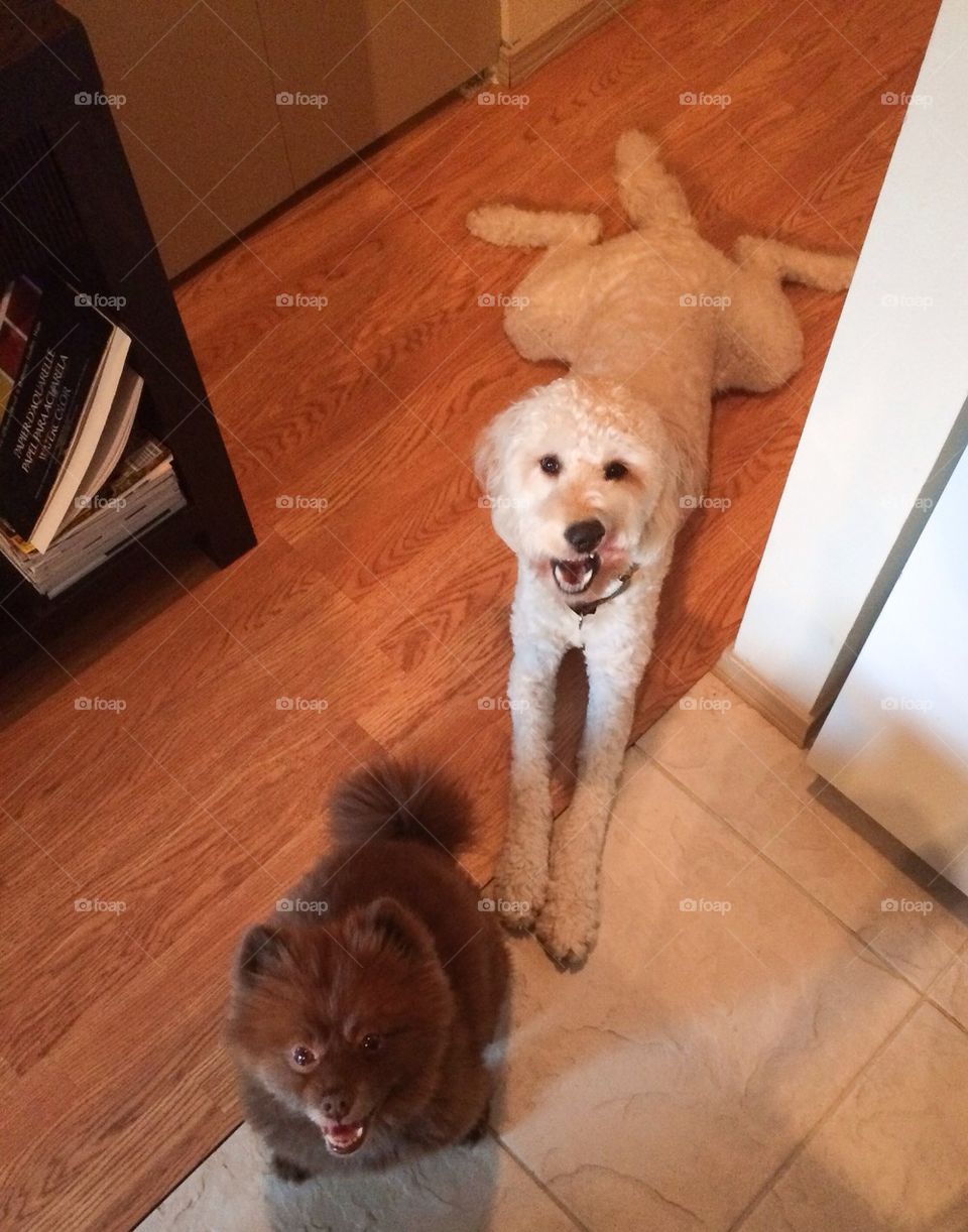 Golden Doodle and Pom