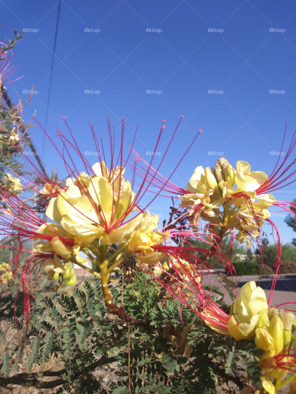 flower yellow petals red pistal bush arid hot mexican flower sonora