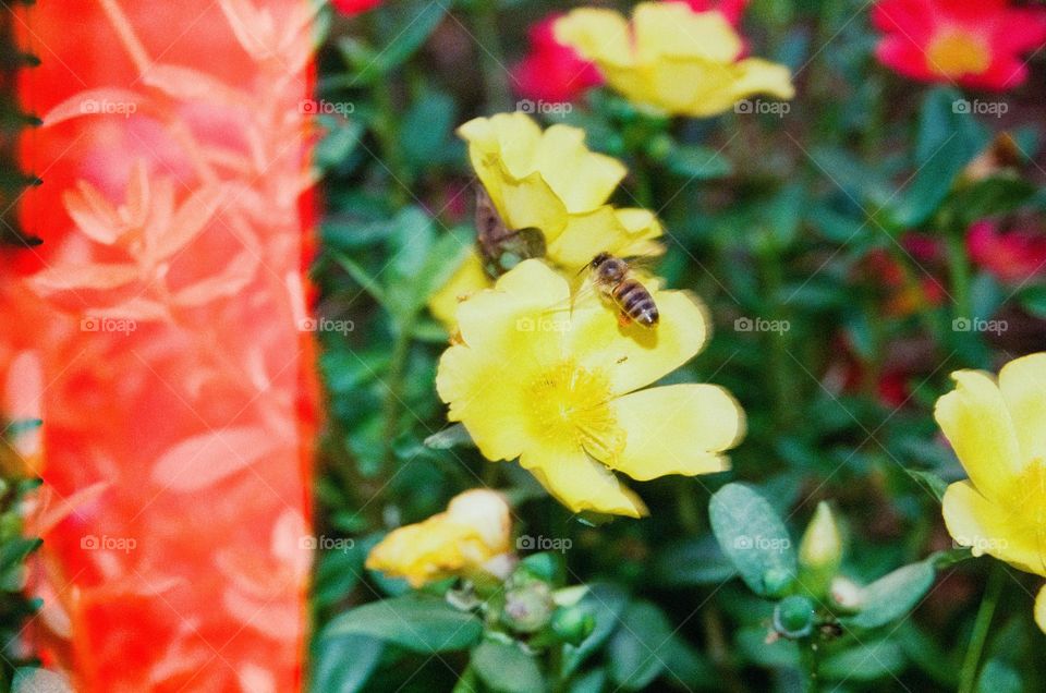 Analog Photography of a Bee flying above a yellow flower, on a Garden in Brasil.