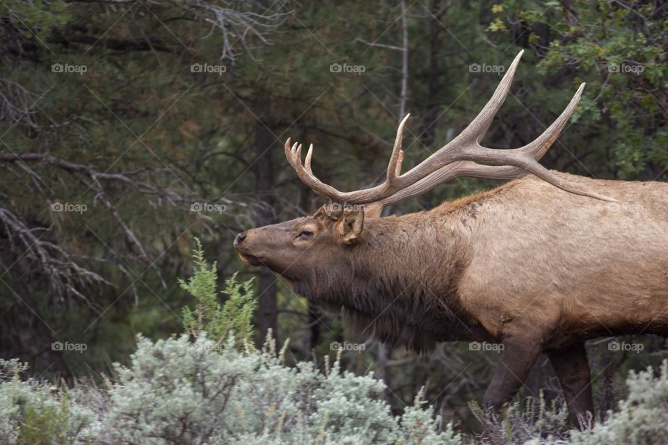 An elk bellows for his lover 