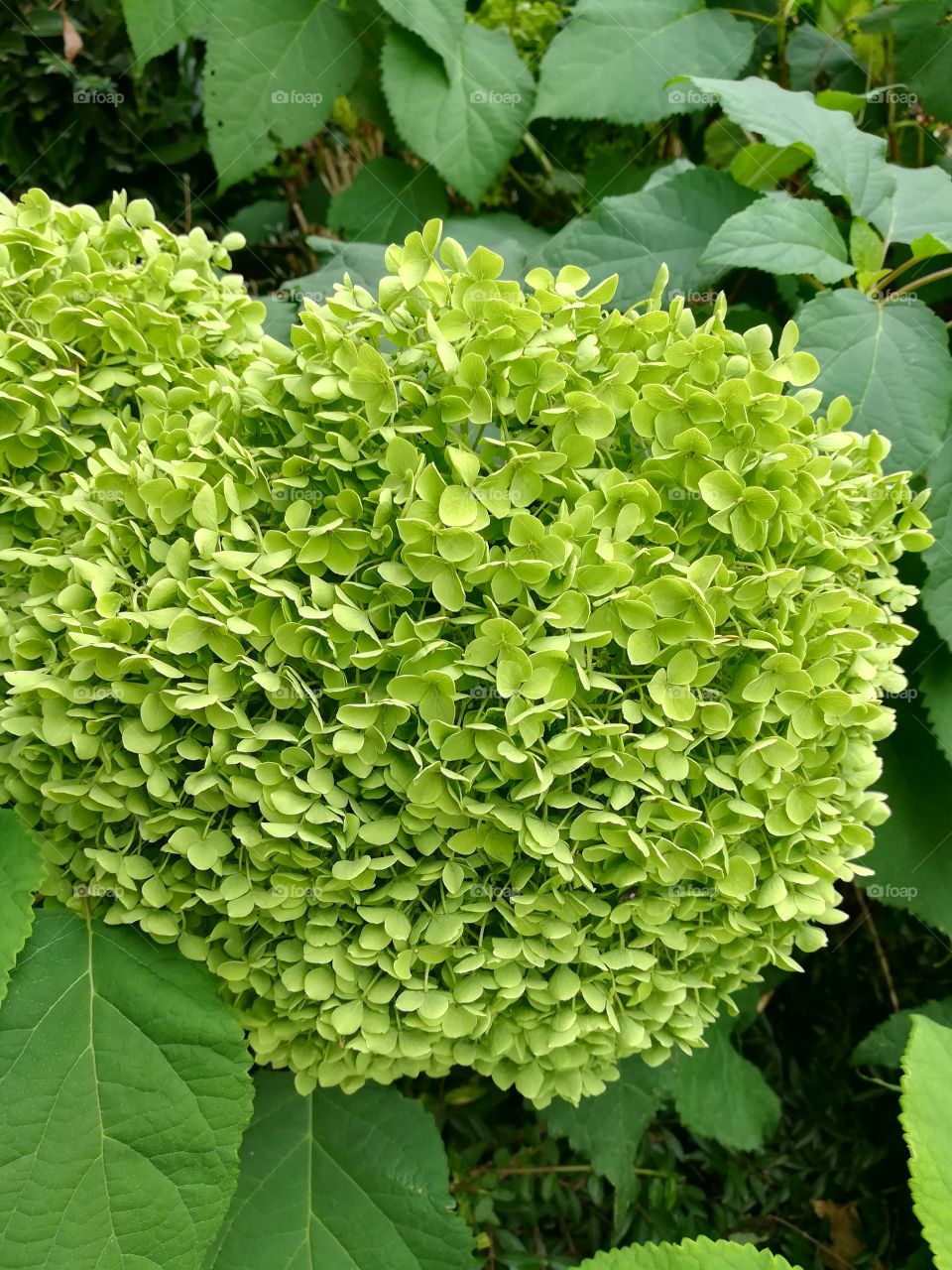 Blooming Hydrangea