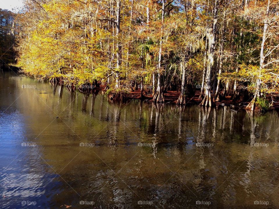 Golden Cypress forest reflecting in an alligator filled lake.