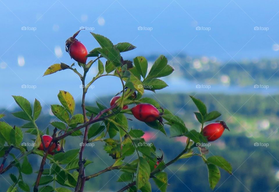 Rosehips