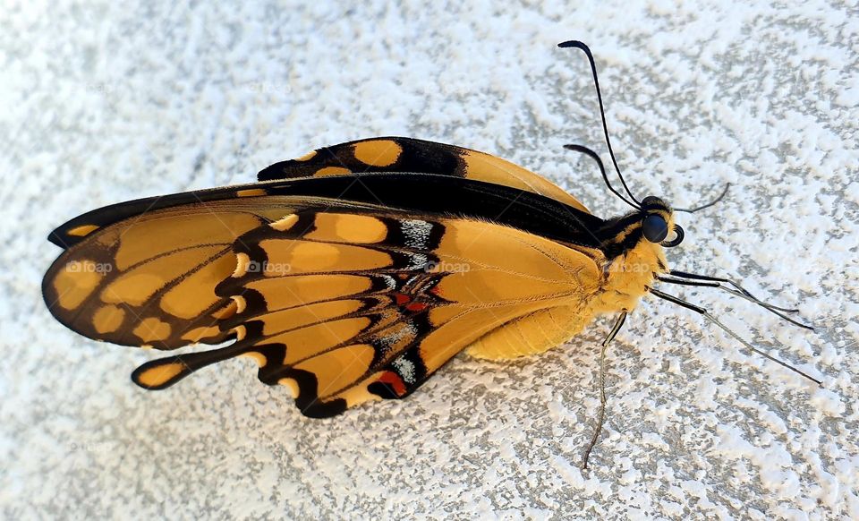 beautiful yellow and black butterfly, unusual beauty, seems to be perched on snow