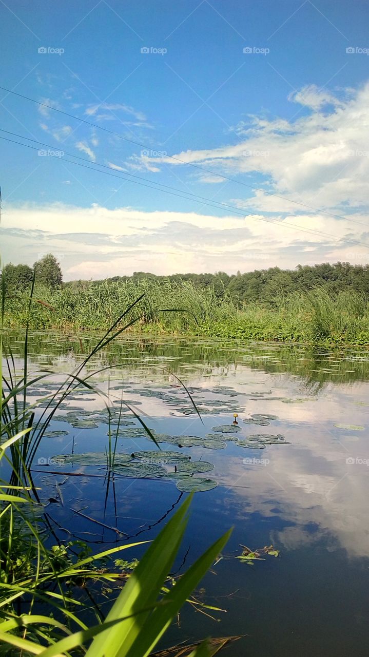 summer landscape with a river