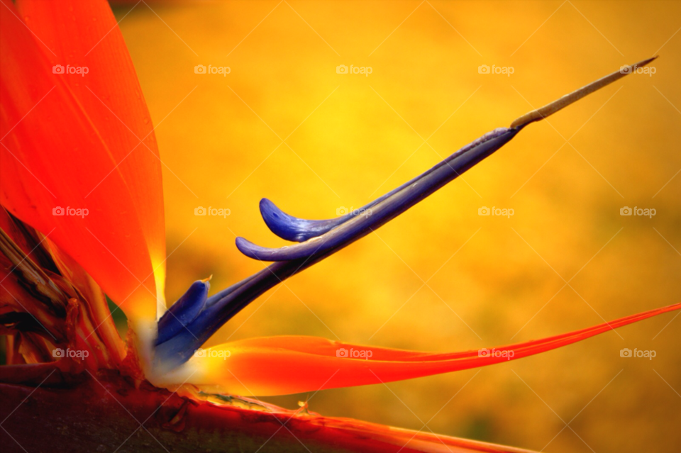 macro purple orange bloom by stevehardley7