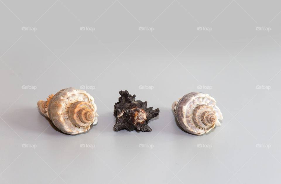 Arrangement of conch seashells