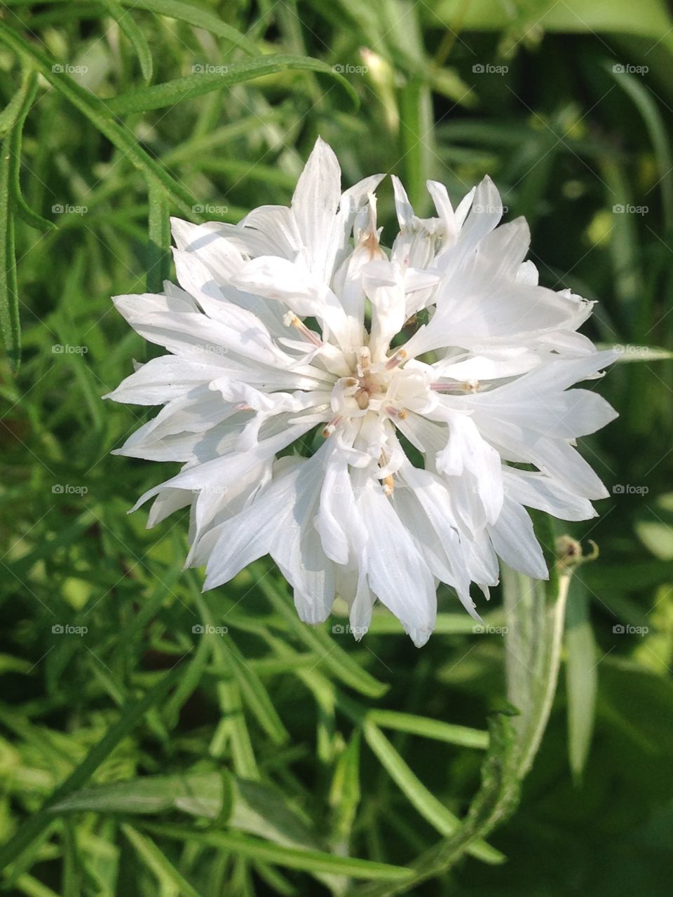 White flower