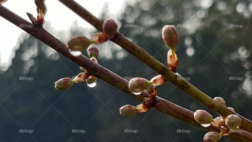 a beech twig with leaf buds wet with thickets in early spring
