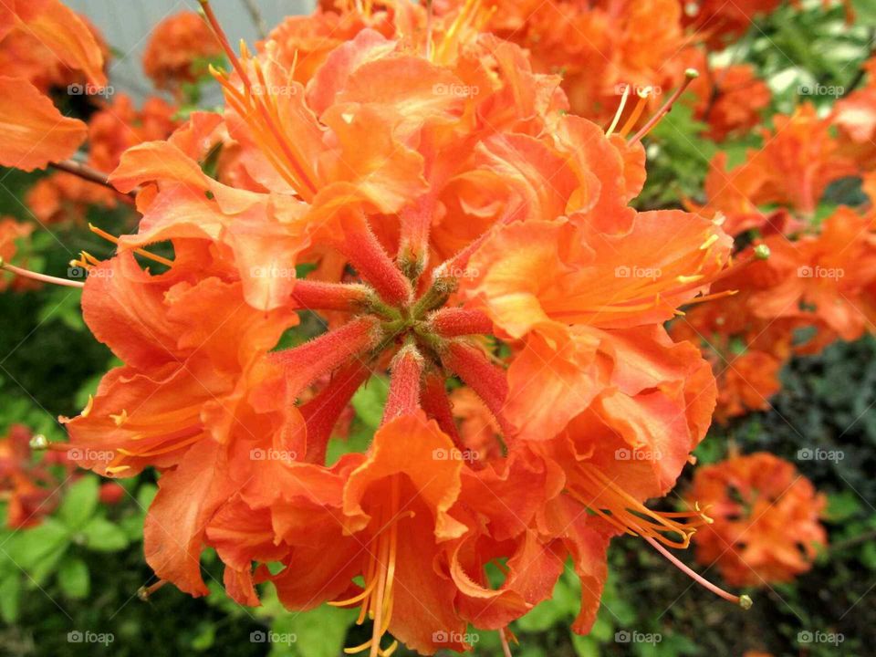 Orange Azaleas