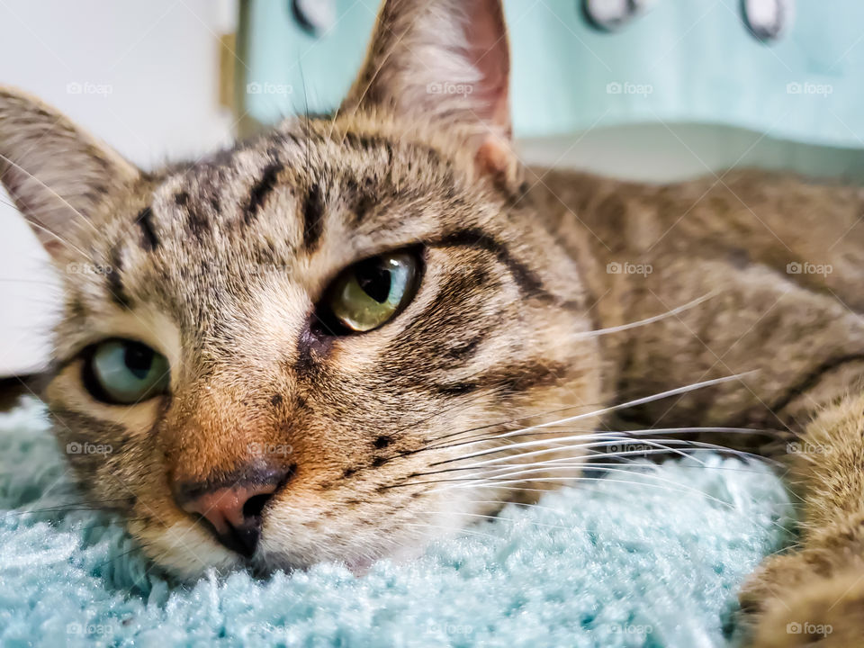 Tabby hanging out on tiffany blue color rug