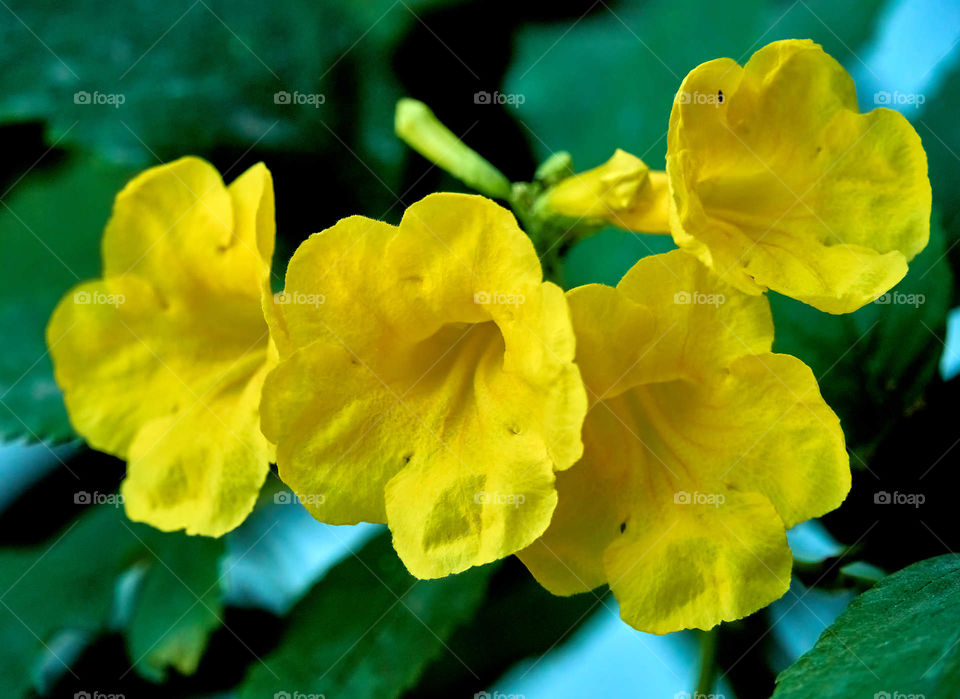 Floral photography - yellow flower