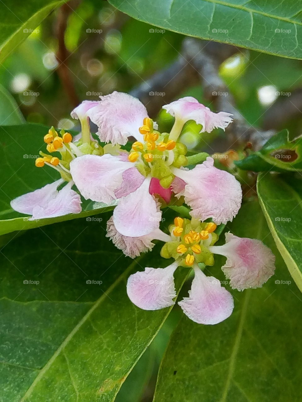 Nature, Leaf, Flora, Flower, Summer