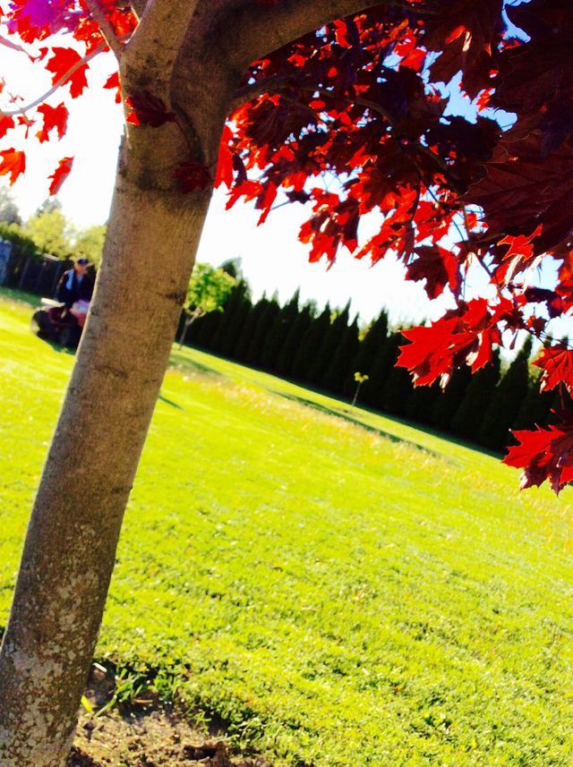 tree