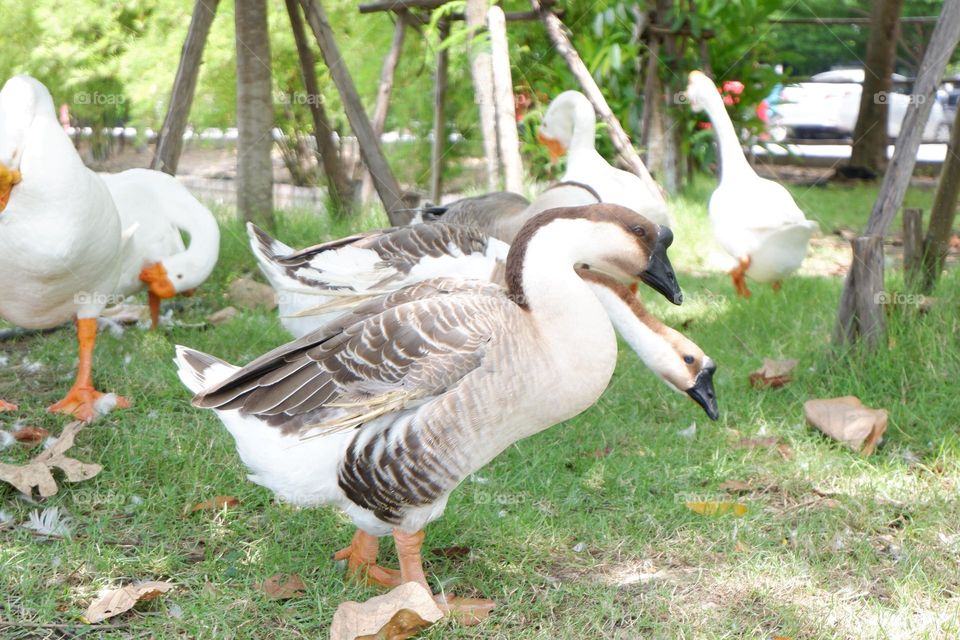 lion head goose walking with friends on the lawn by the water.