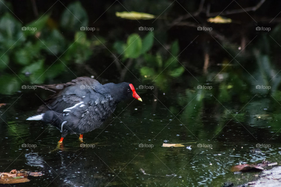 Gallareta Pico Rojo Gallinula Chloropus