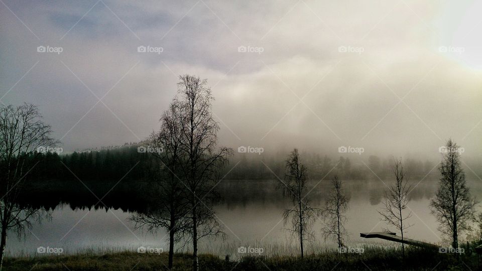 Fog, Mist, No Person, Tree, Dawn