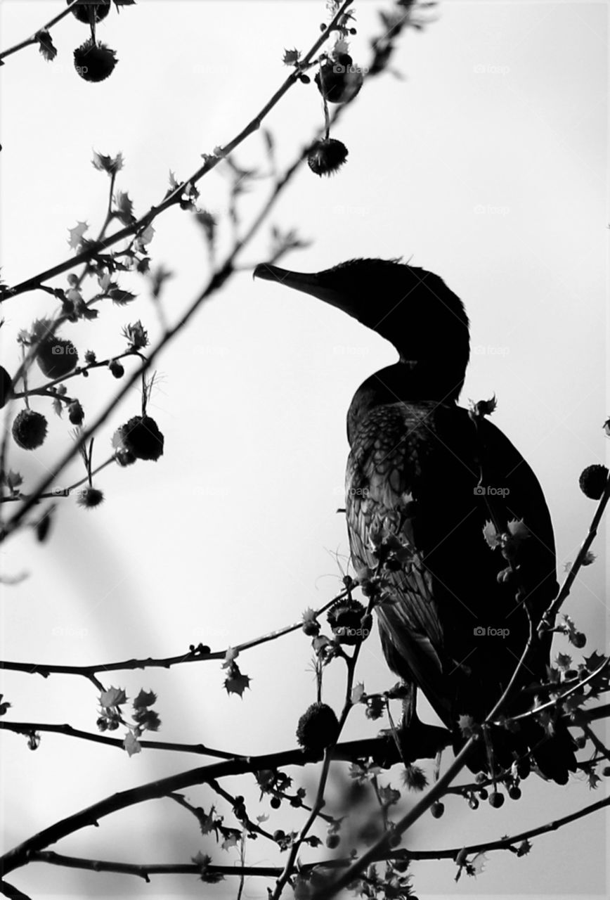 Duck Silhouette