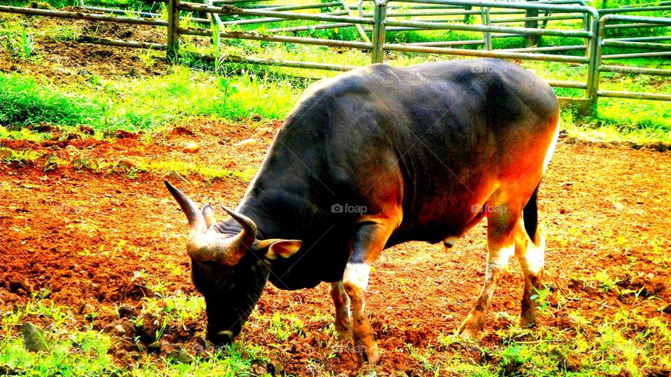 banteng