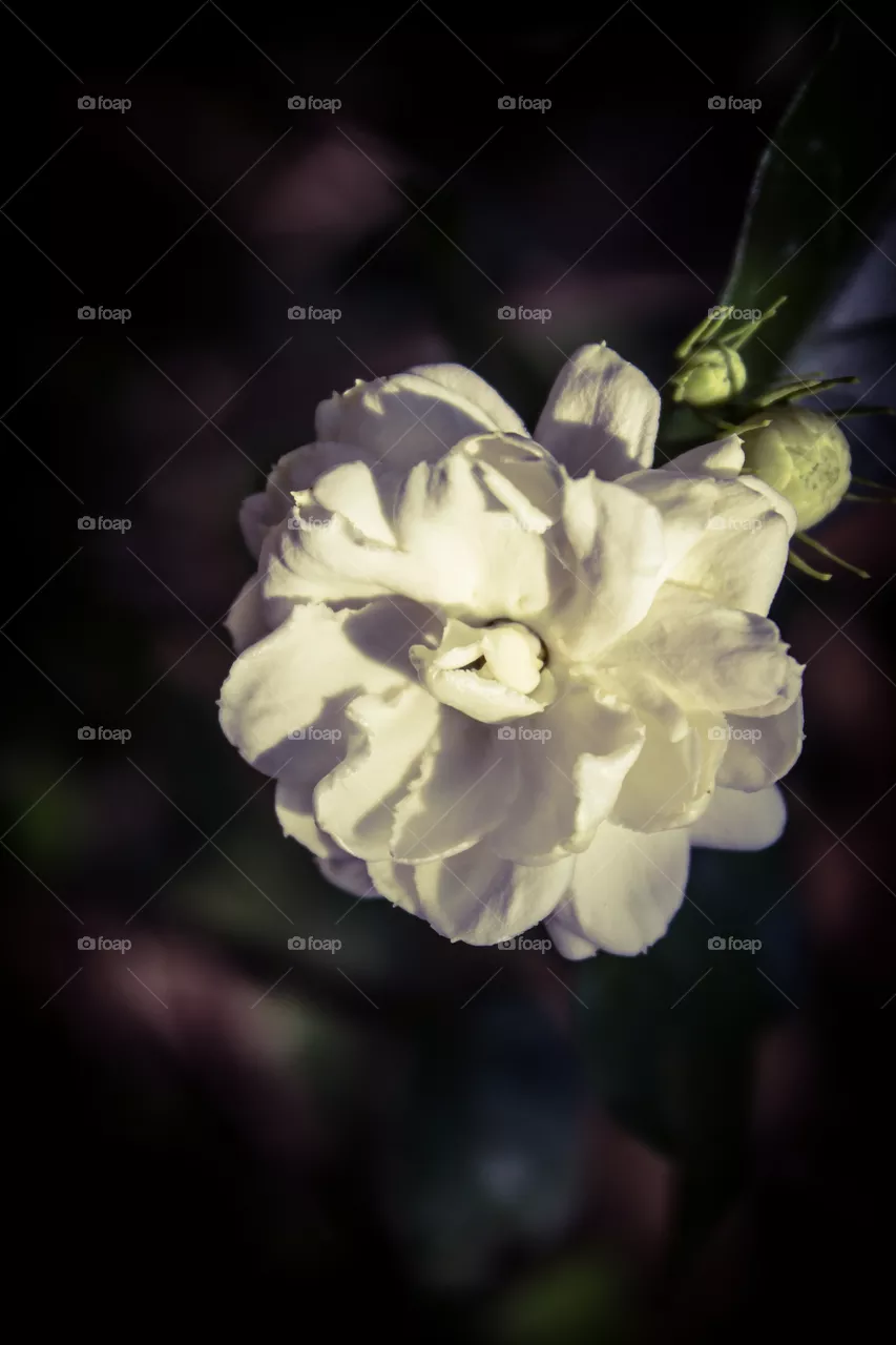 jasmine