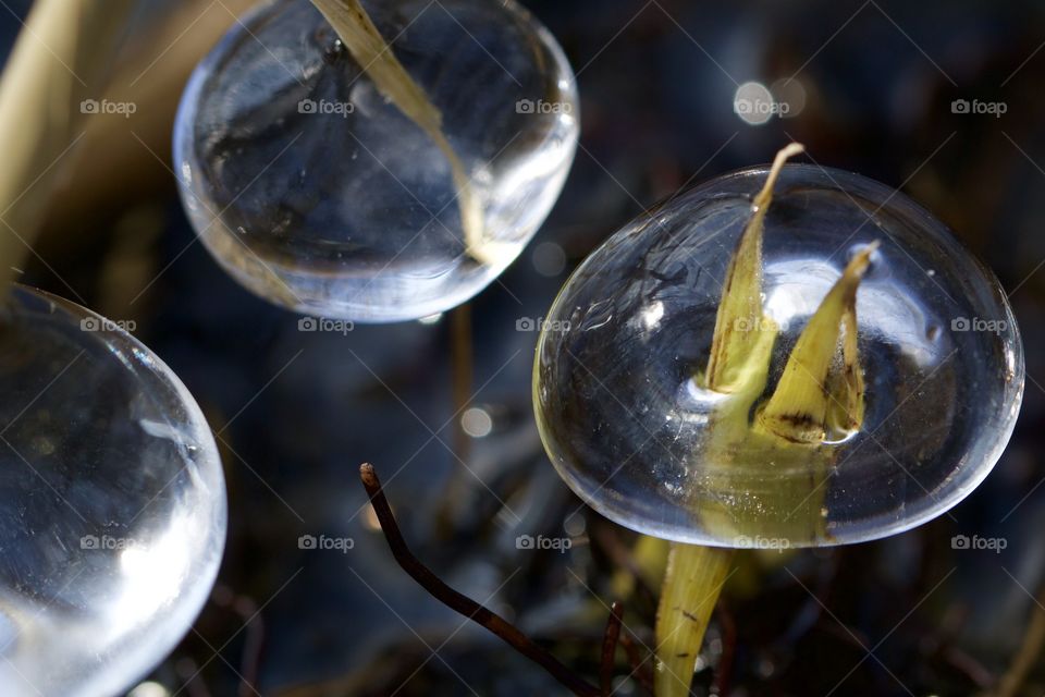 Frozen Grass