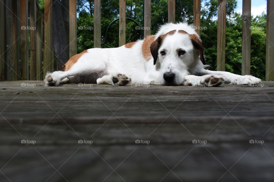 Cute dog resting on porch 