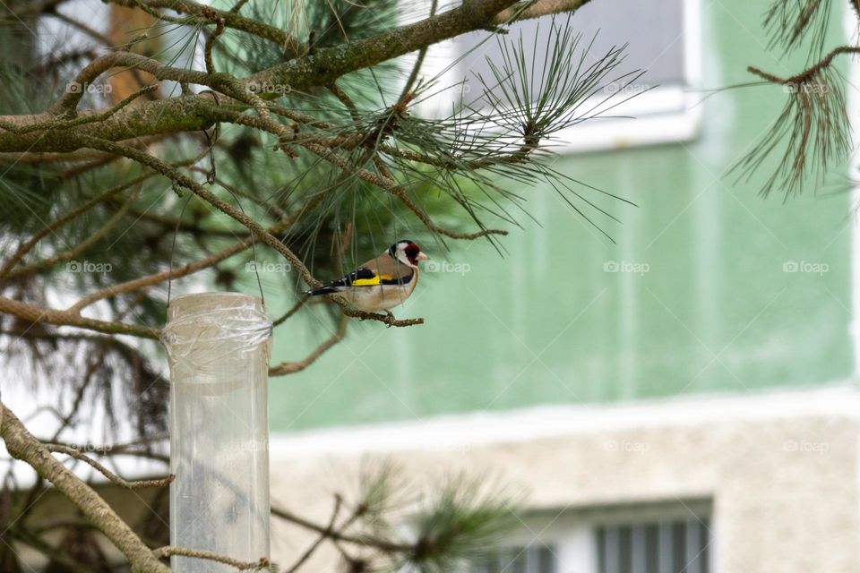 Birds on the tree in the city