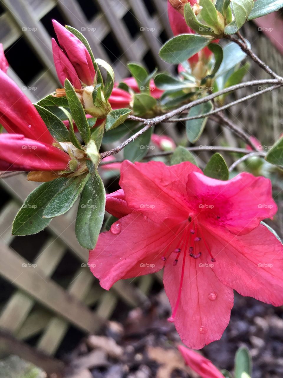 Closeup of azalea bloom and wooden lattice 