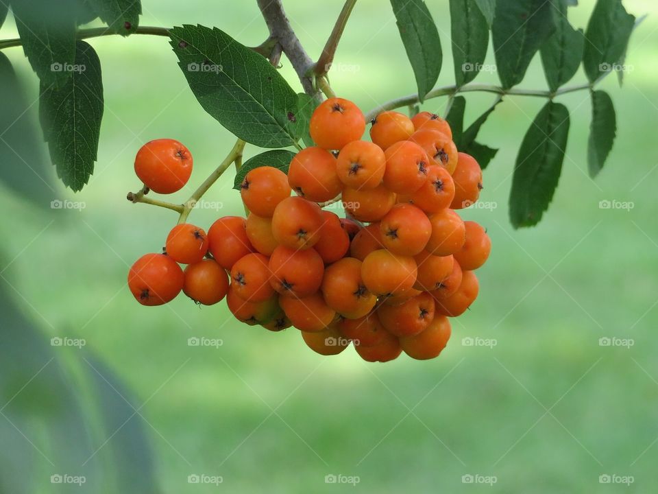 Mountain Ash Berries