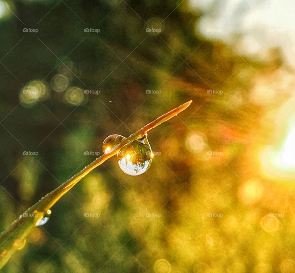 Morning dew