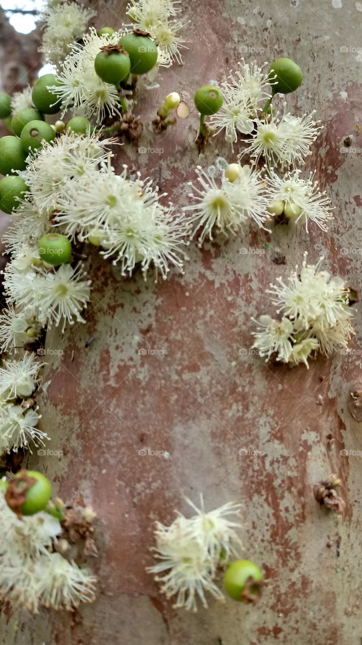 TRONCO ÁRVORE FRUTÍFERA