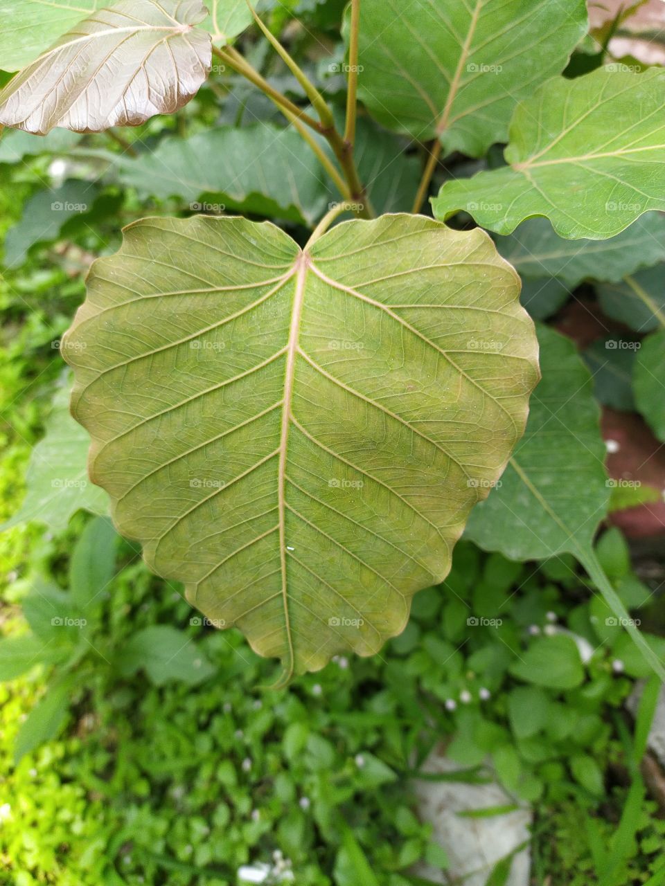 Pipal (sacred fig) leaf