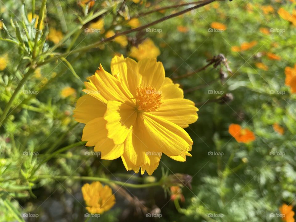 A yellow sulphur cosmos taken during spring