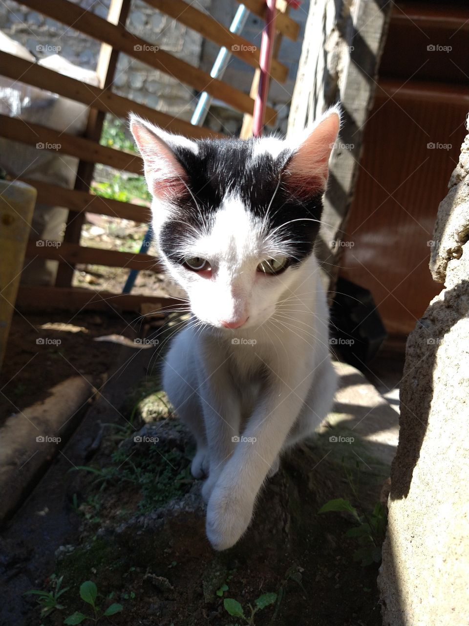 gato de favela - lady X