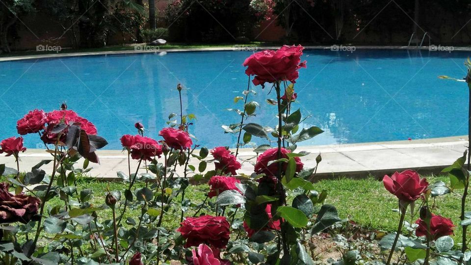 Beautiful roses near a Waterpool at marrakech city in Morocco.