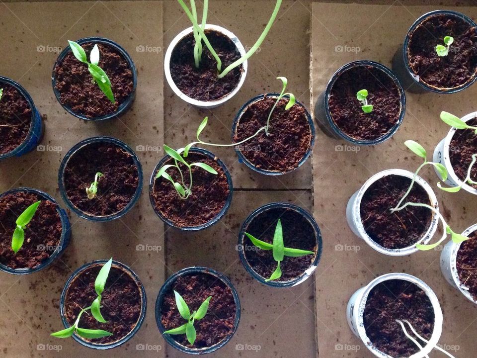 Spring seedlings 