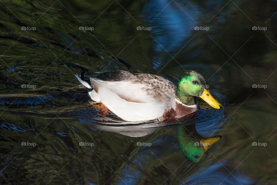 A mallard or wild duck (Anas platyrhynchos). Male duck swimming. Duck reflecting in the water