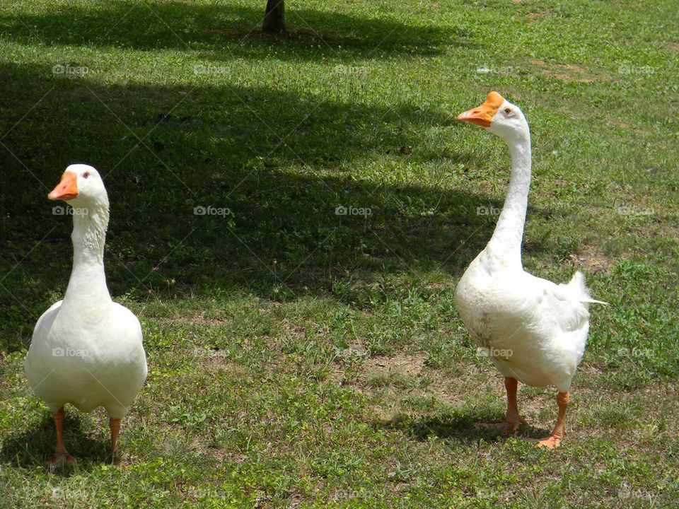 Mother and father goose