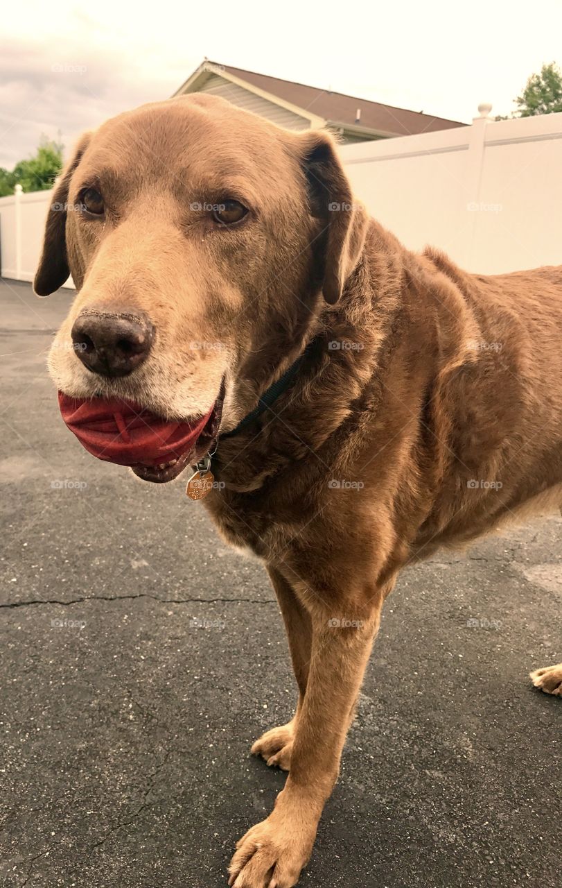 Dog Holding Ball in Mouth